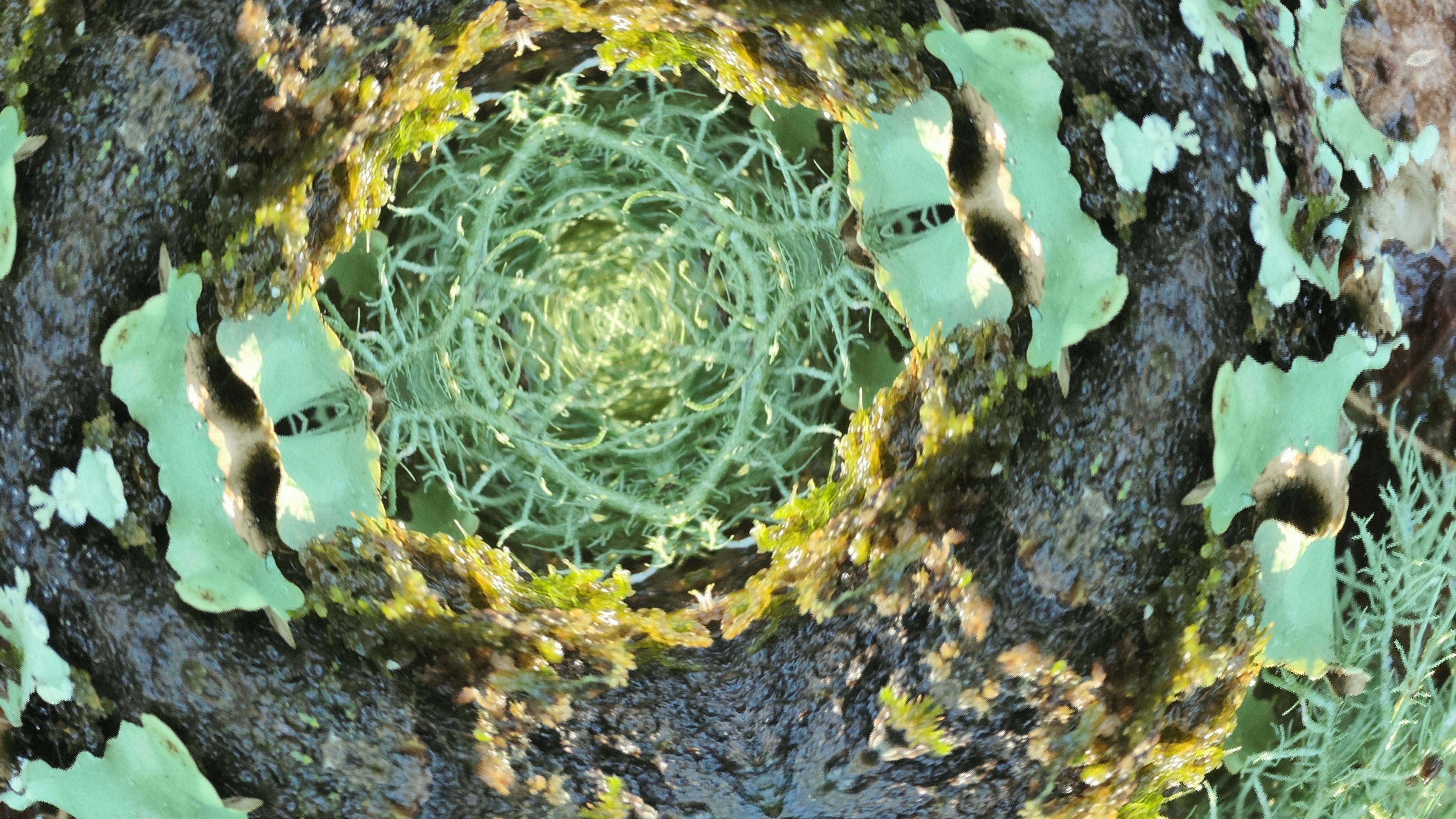 Thrift.Vapor.Solar fractal artwork