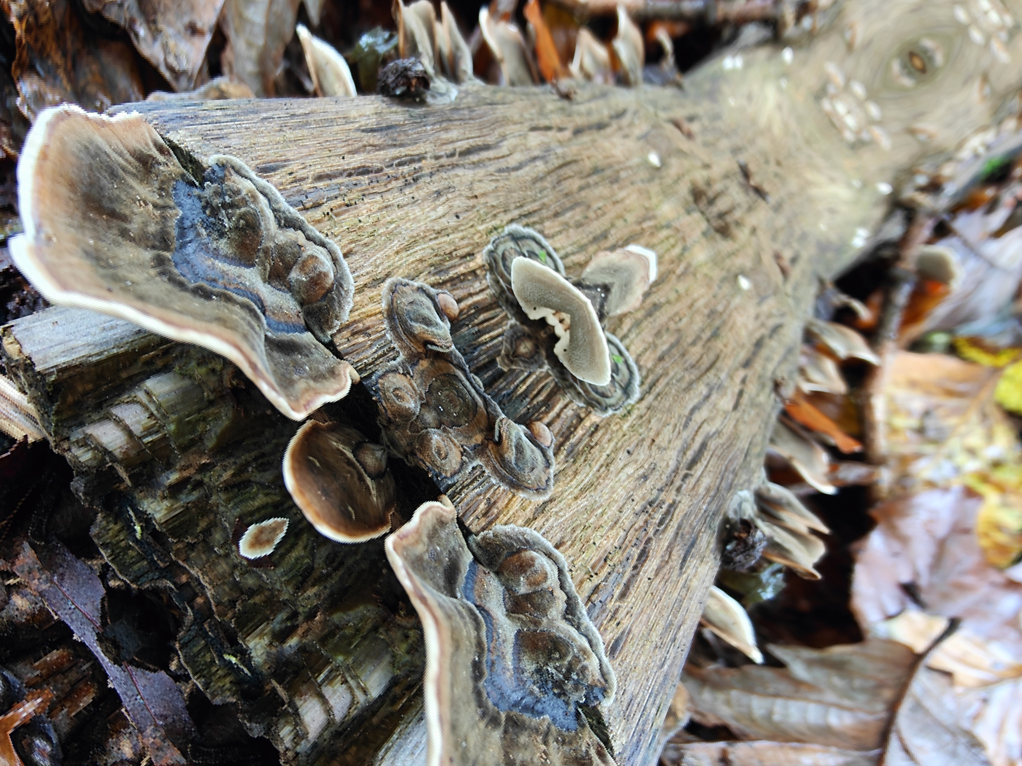 Lichen.Salt.Glow fractal artwork