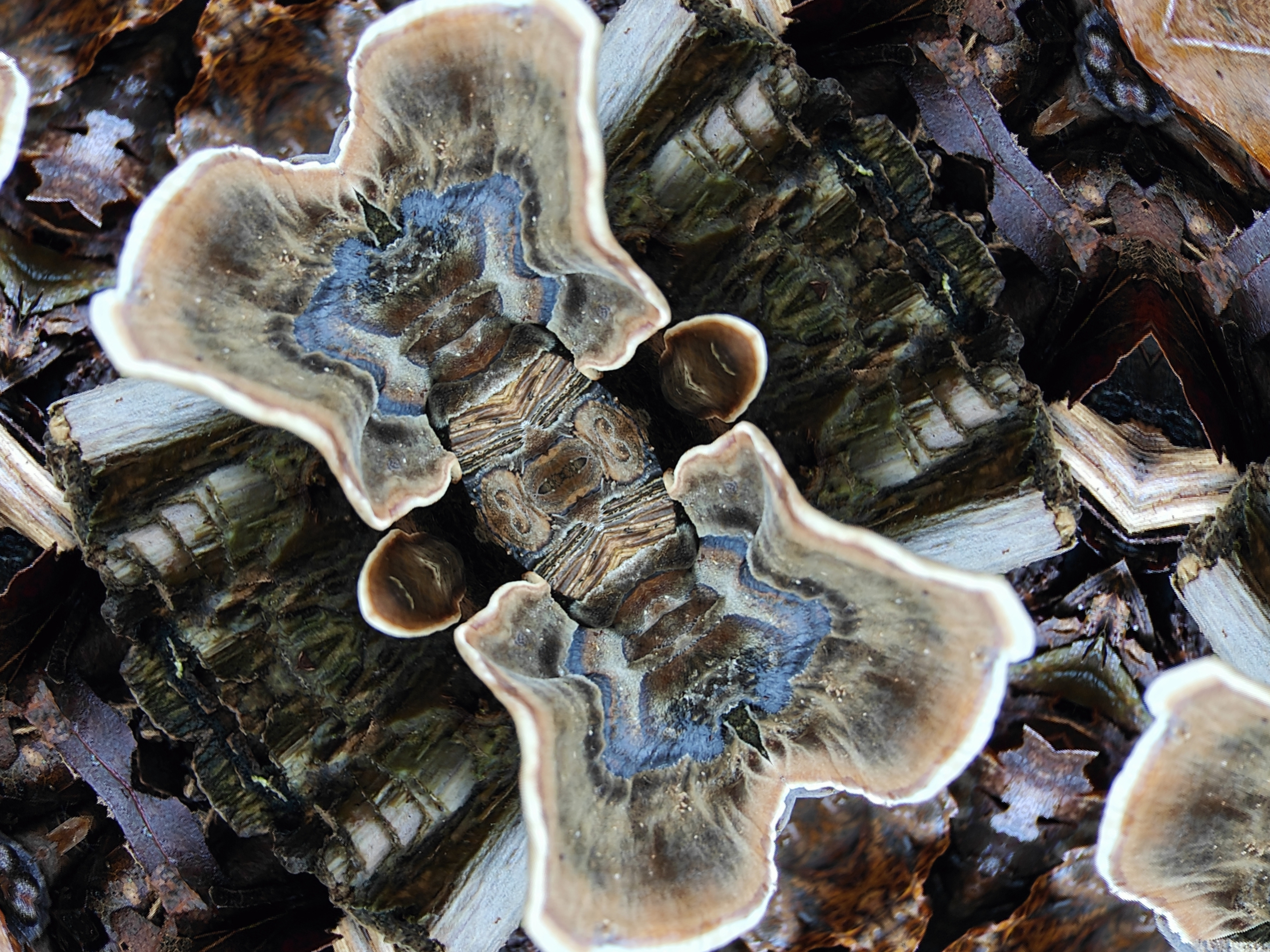 Holly.Gloaming.Corona fractal artwork